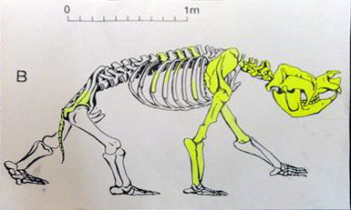 Zygomaturus skeleton drawing